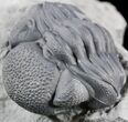 Enrolled Eldredgeops (Phacops) Trilobite - New York #50288-1